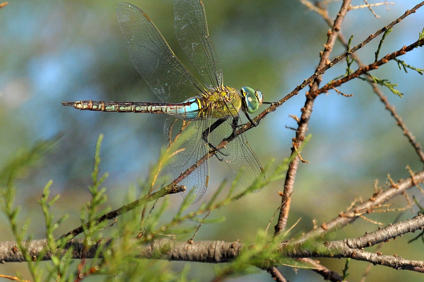 Due Odonata da identificare